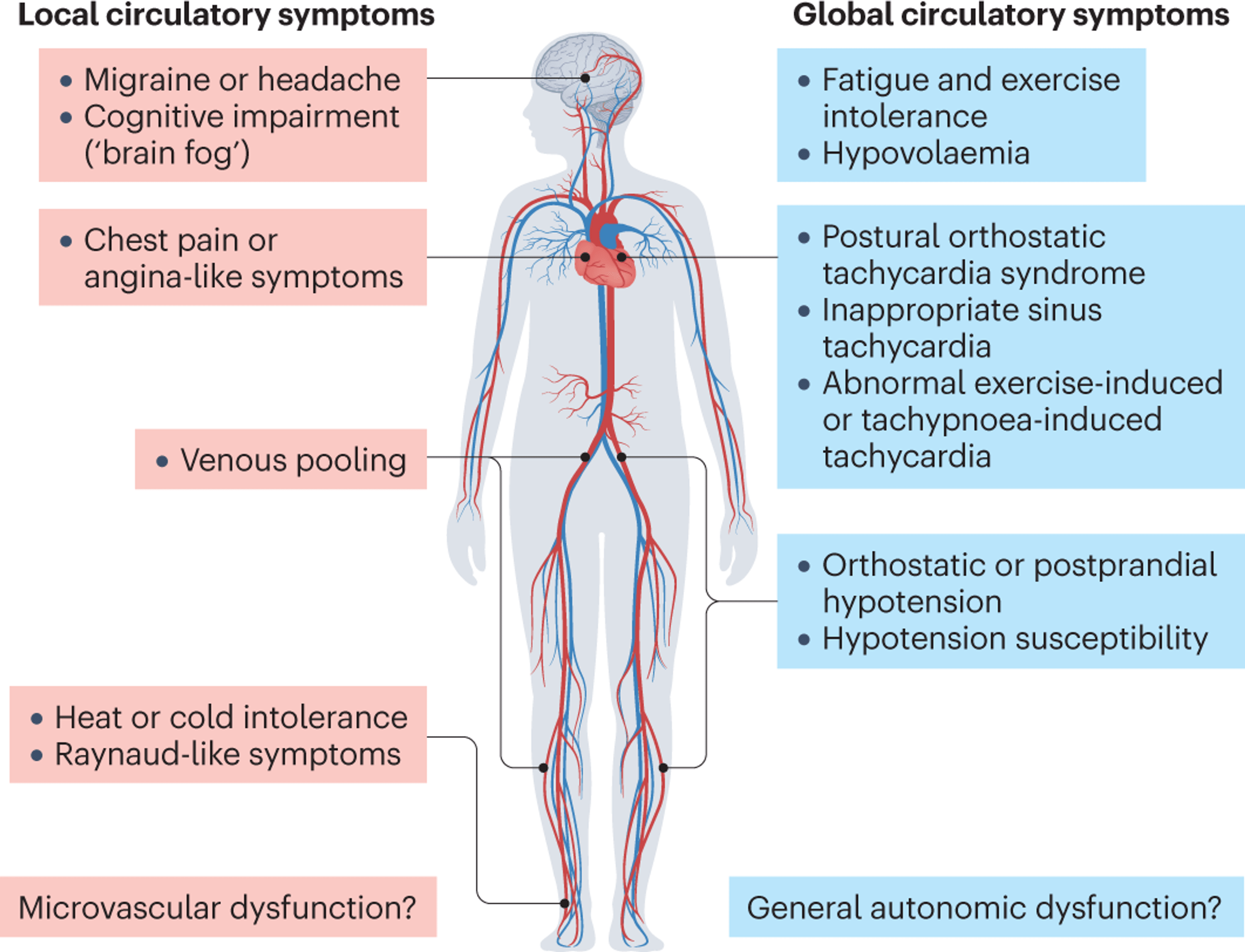 Cureus | COVID-19-Induced Postural Orthostatic Tachycardia Syndrome And ...