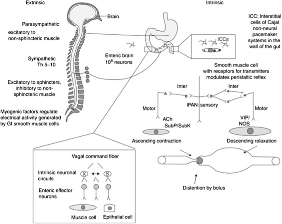 https://assets.cureus.com/uploads/figure/file/681019/article_river_221e68901cc411ee8318abf81fb69574-Picture1.png