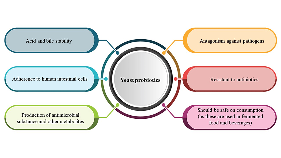 S. boulardii is the most documented probiotic yeast in human medicine