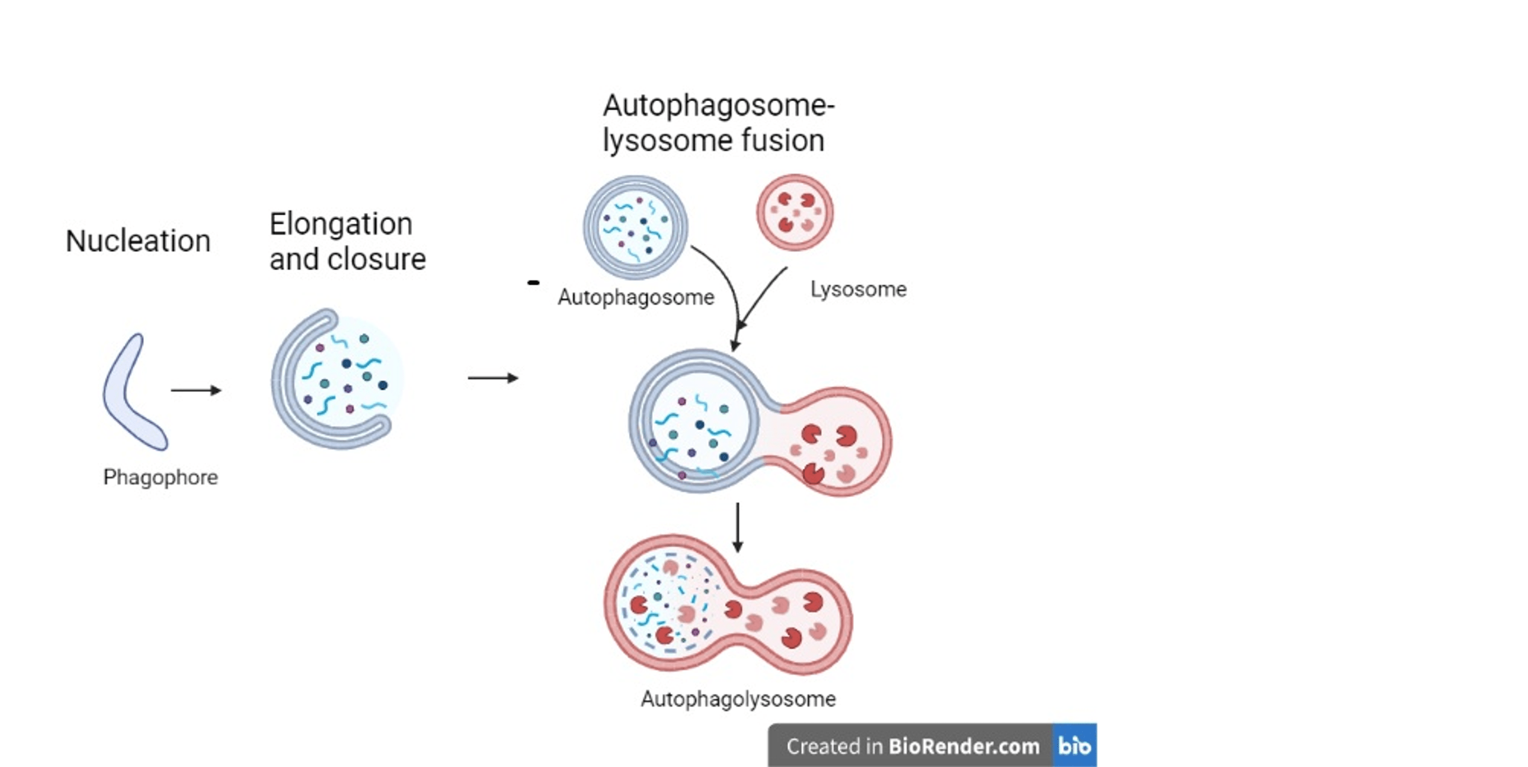 Cureus An Overview of the Neurotrophic and Neuroprotective Properties
