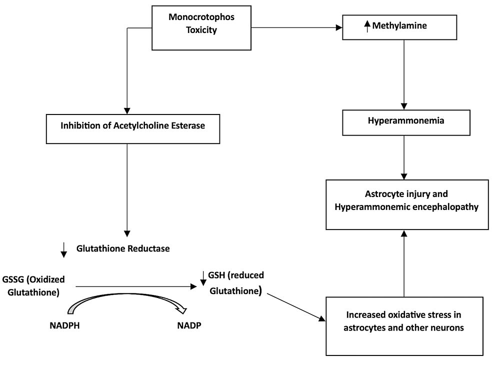 Cureus | Monocrotophos-Induced Intermediate Syndrome Complicated by ...