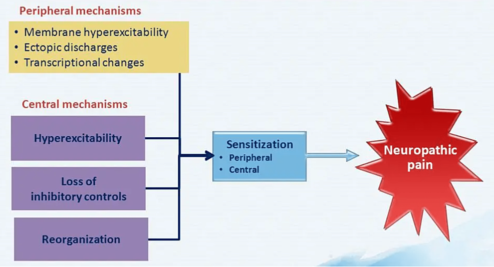 https://assets.cureus.com/uploads/figure/file/701161/article_river_269ca1a02c0211ee9431017c5ef076ea-Picture1.png