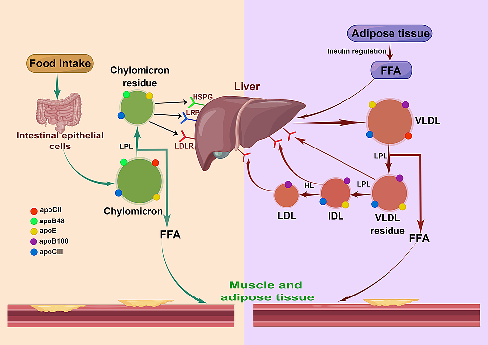 Remnant Cholesterol, a Valuable Biomarker for Assessing