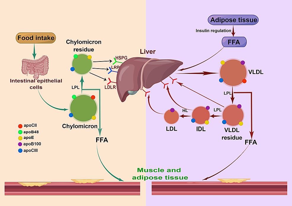 Cureus | Remnant Cholesterol, a Valuable Biomarker for Assessing ...