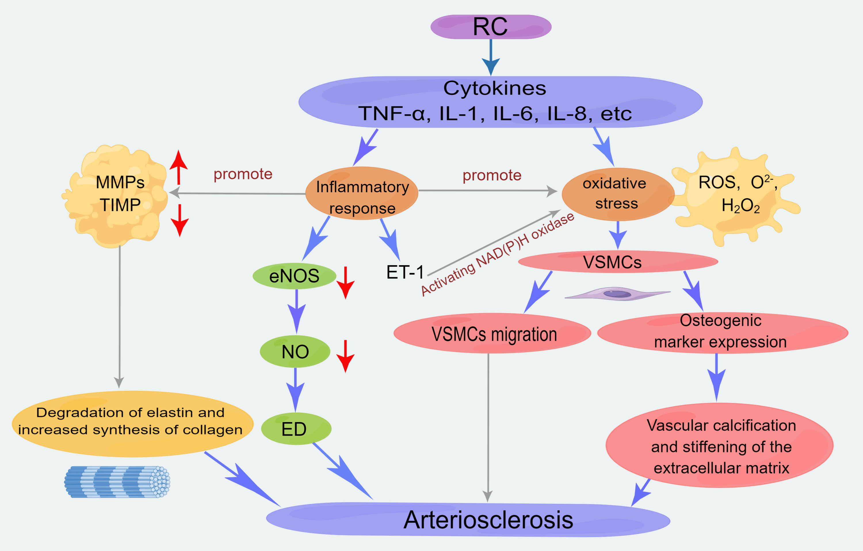 Cureus Remnant Cholesterol, a Valuable Biomarker for Assessing