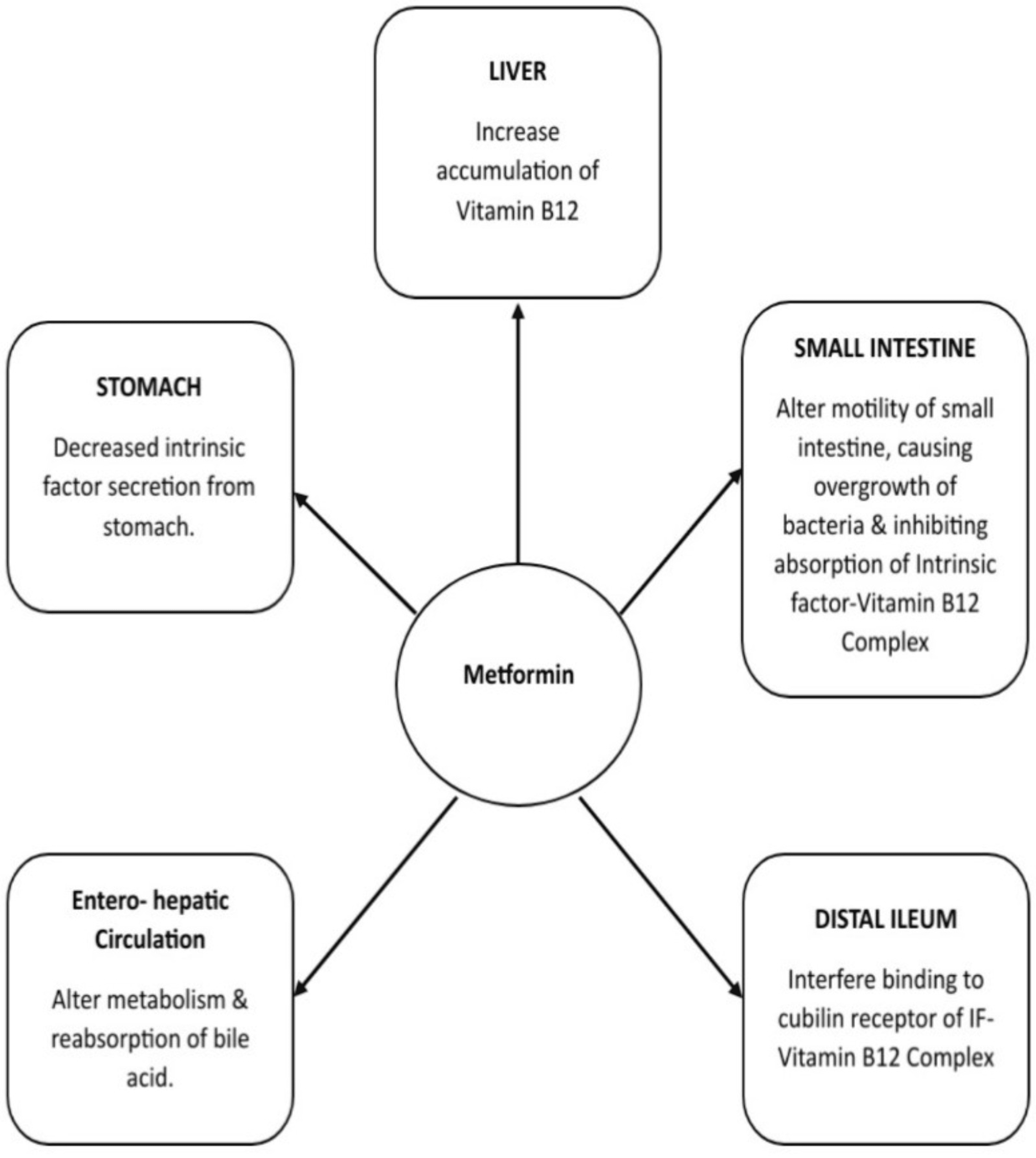 Cureus MetforminInduced Vitamin B12 Deficiency in Patients With Type