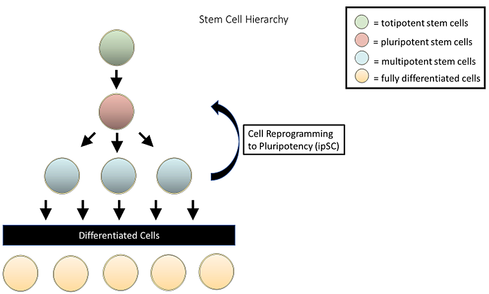 hierarchy of stem cells
