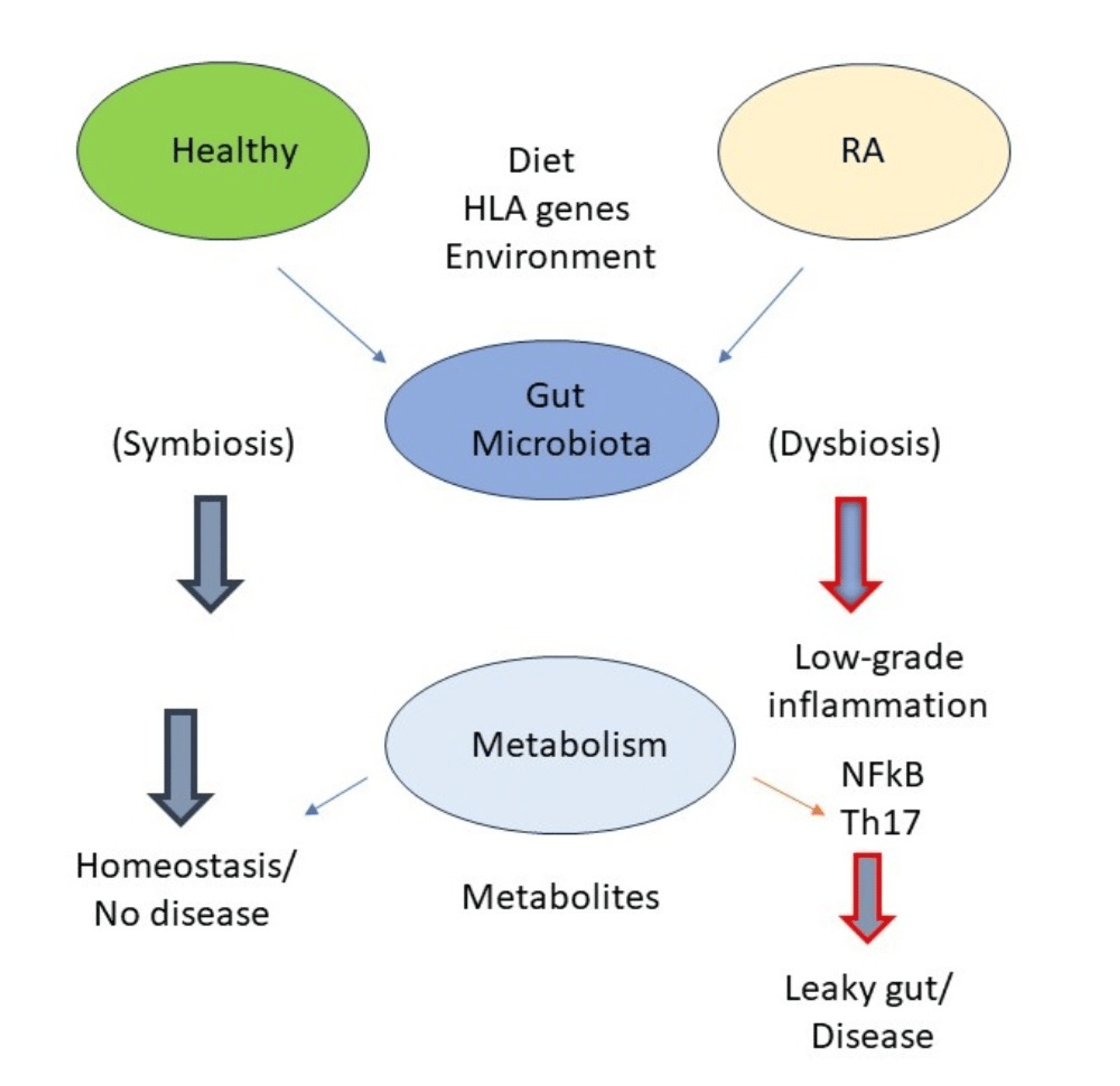 Role Of Gut Microbiota In The Development And Management Of Rheumatoid ...