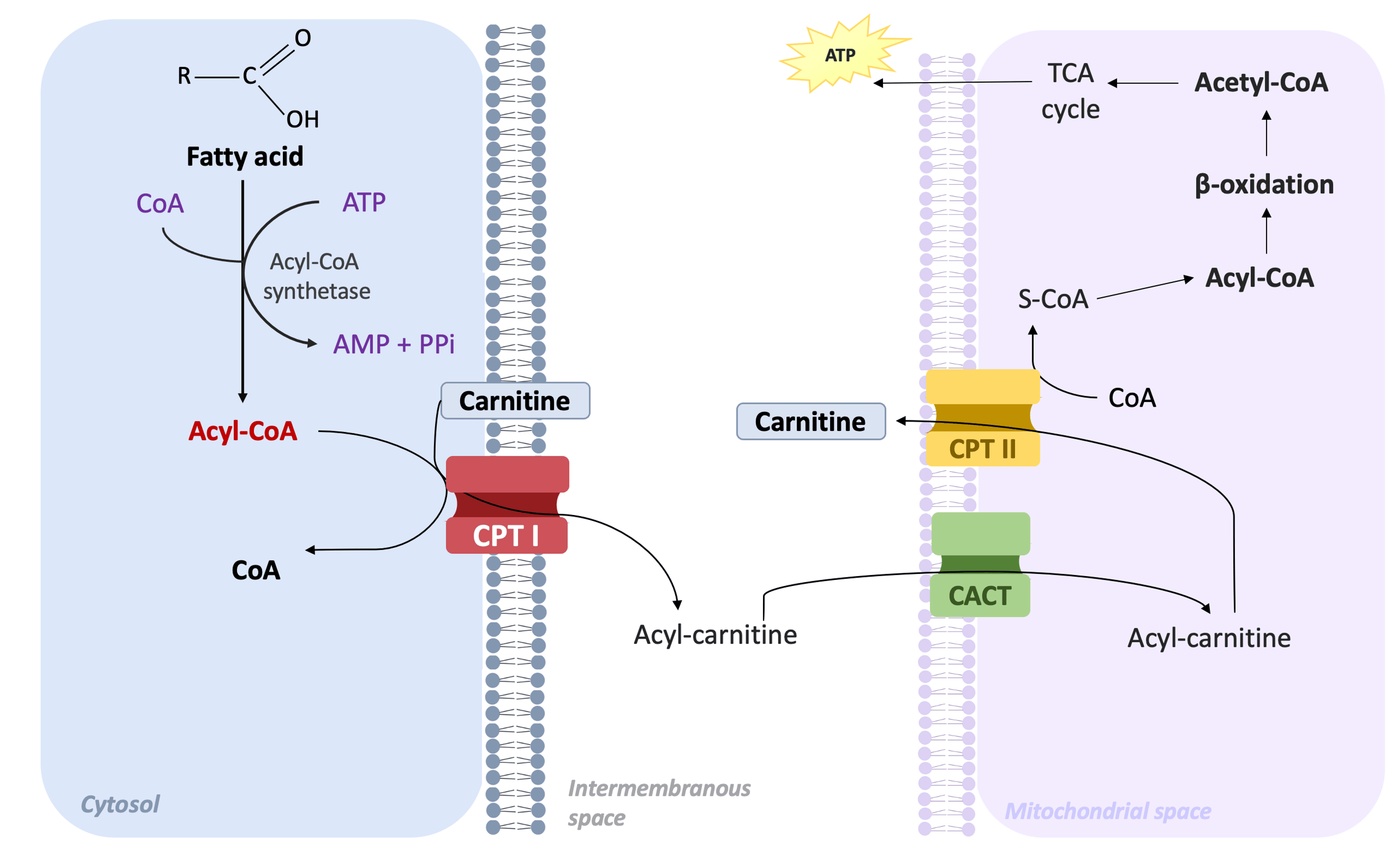 Cureus Myopathic Carnitine Palmitoyltransferase II (CPT II