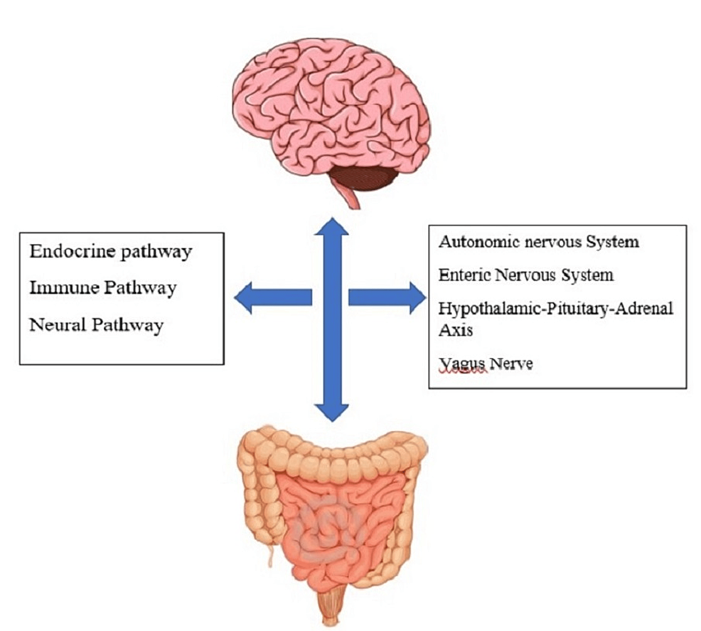 Neuropsychiatric and Neurological Diseases in Relation to the ...