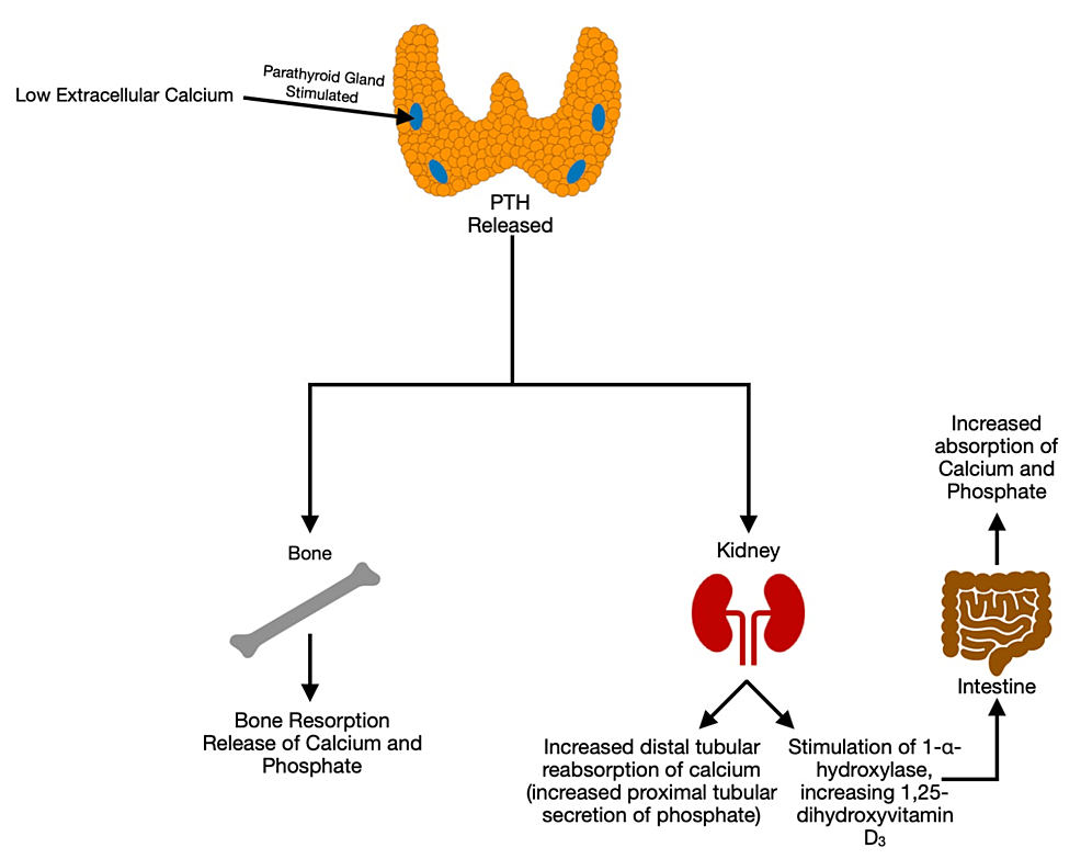 hypoparathyroidism signs and symptoms