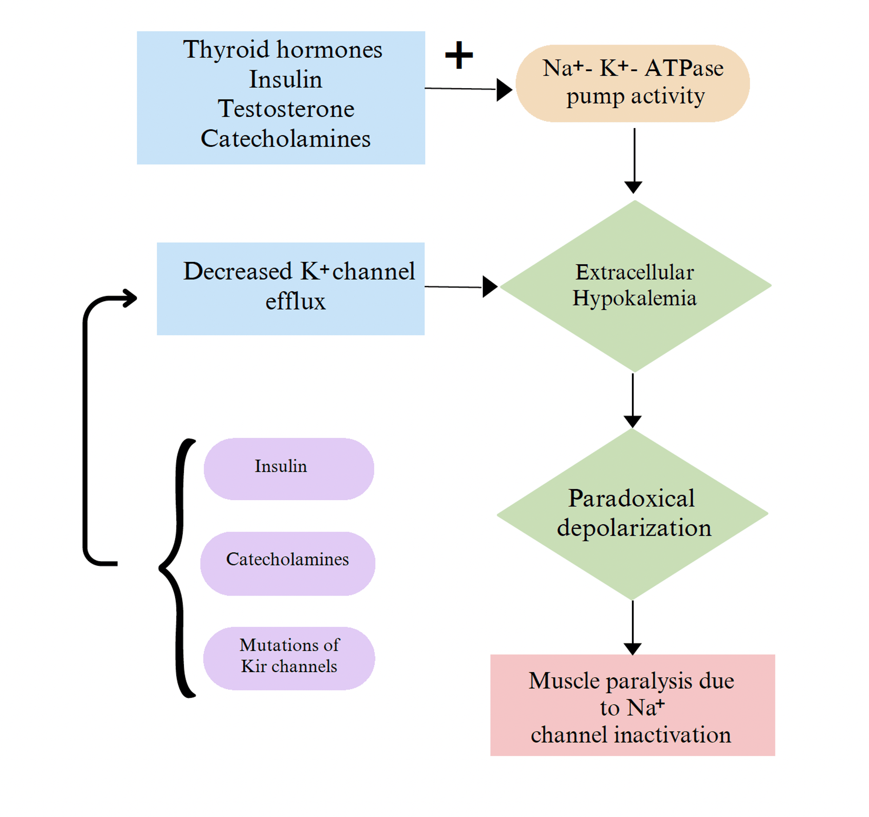 Thyrotoxic Periodic Paralysis As An Ongoing Diagnostic Challenge: A ...