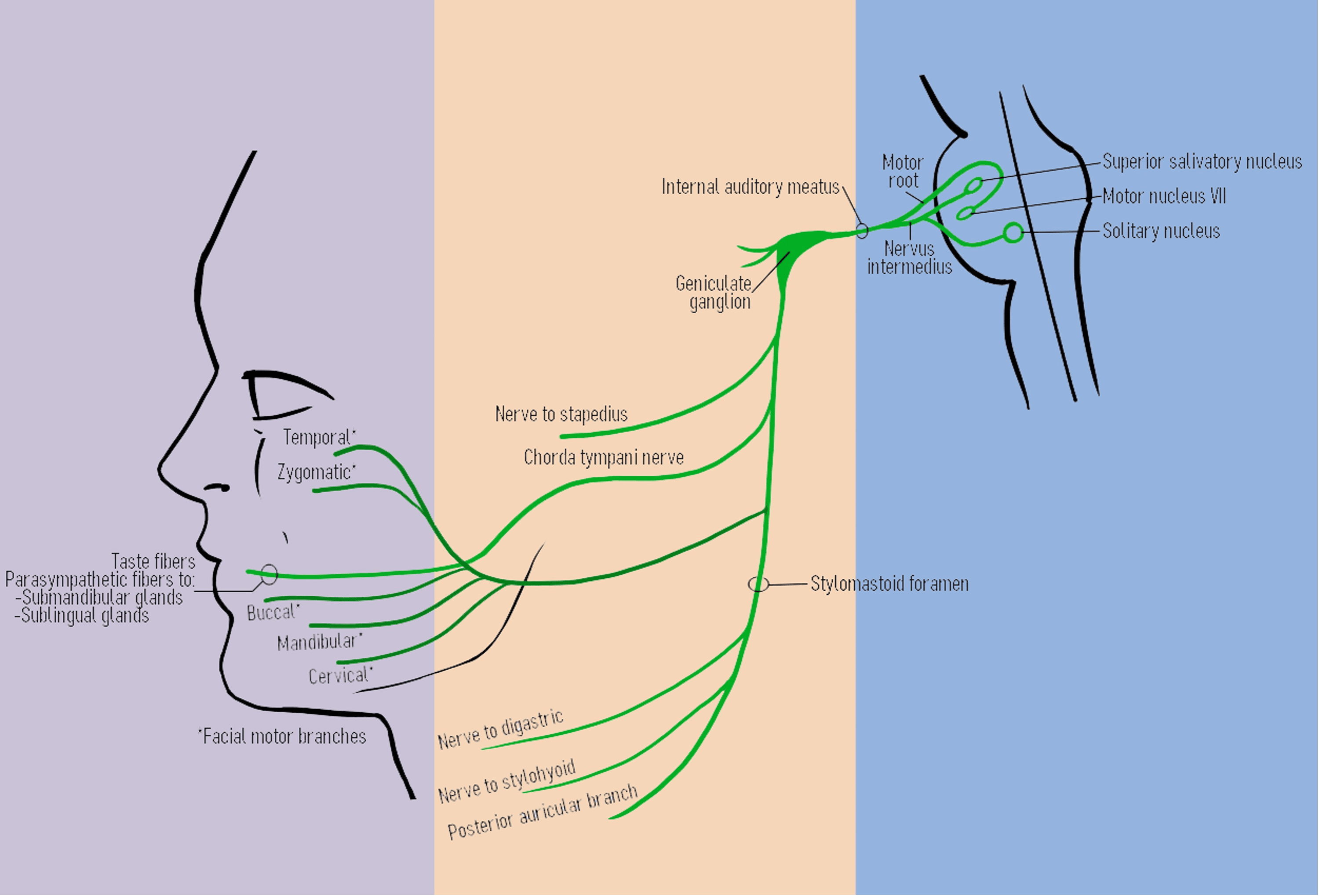 Cureus Iatrogenic Facial Nerve Injury in Head and Neck Surgery in the
