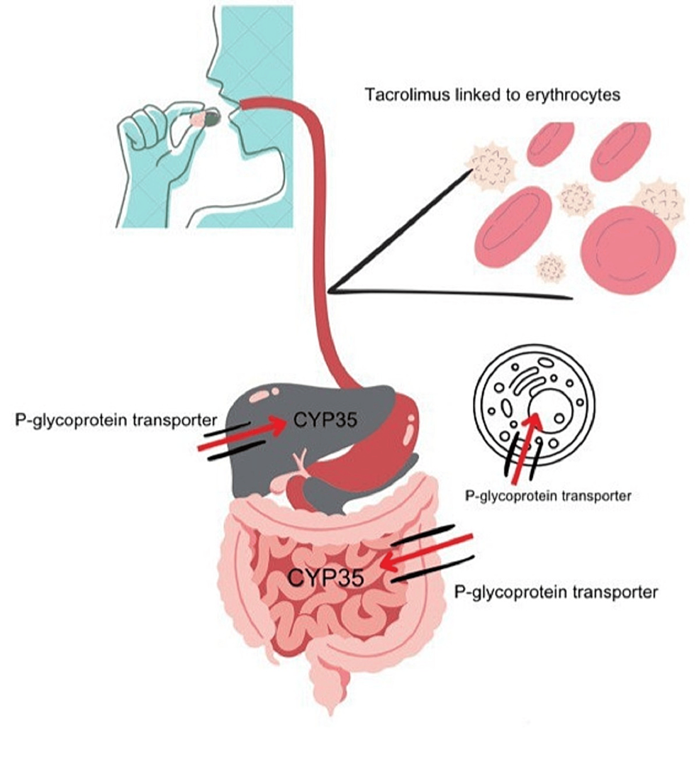 Cureus Beyond Immunosuppression The Intricate Relationship