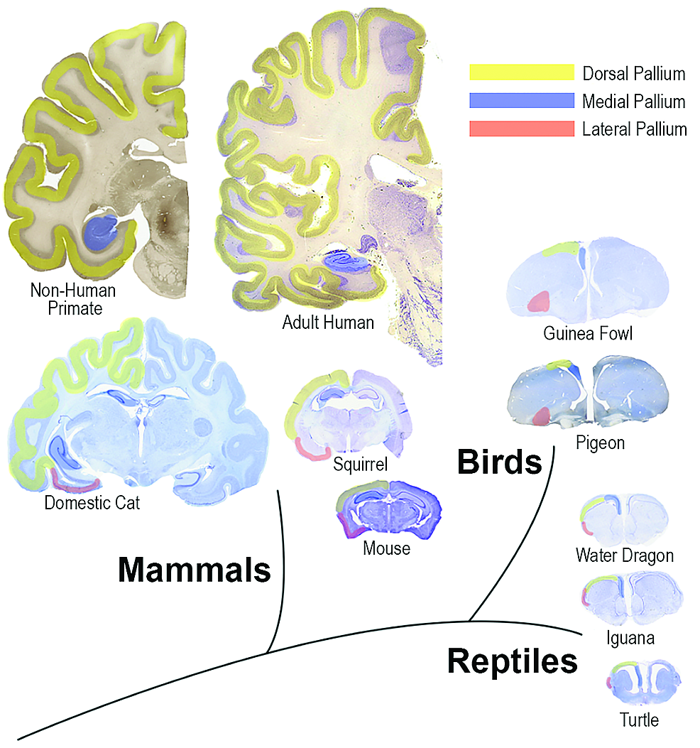 Comparative-anatomical-sections-illustrating-brains-of-adult-human,-non-human-primate,-domestic-cat,-squirrel,-mouse,-guinea-fowl,-pigeon,-water-dragon,-iguana,-and-turtle