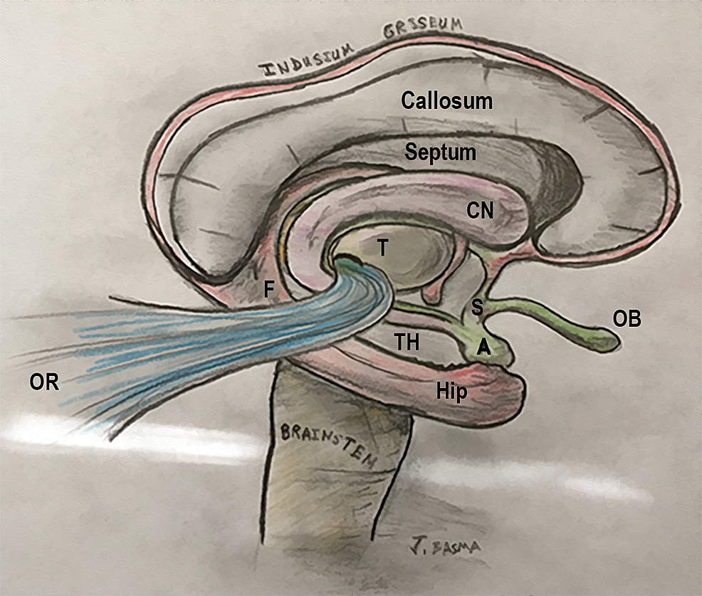Illustration-of-the-C-shaped-structures-of-the-limbic-ring-around-the-thalamus