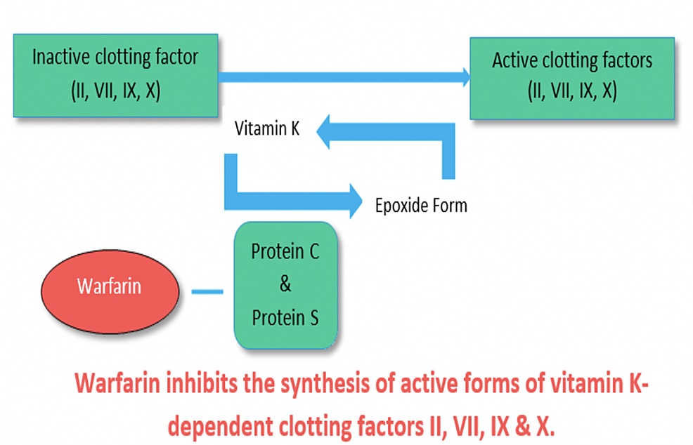 warfarin mechanism of action