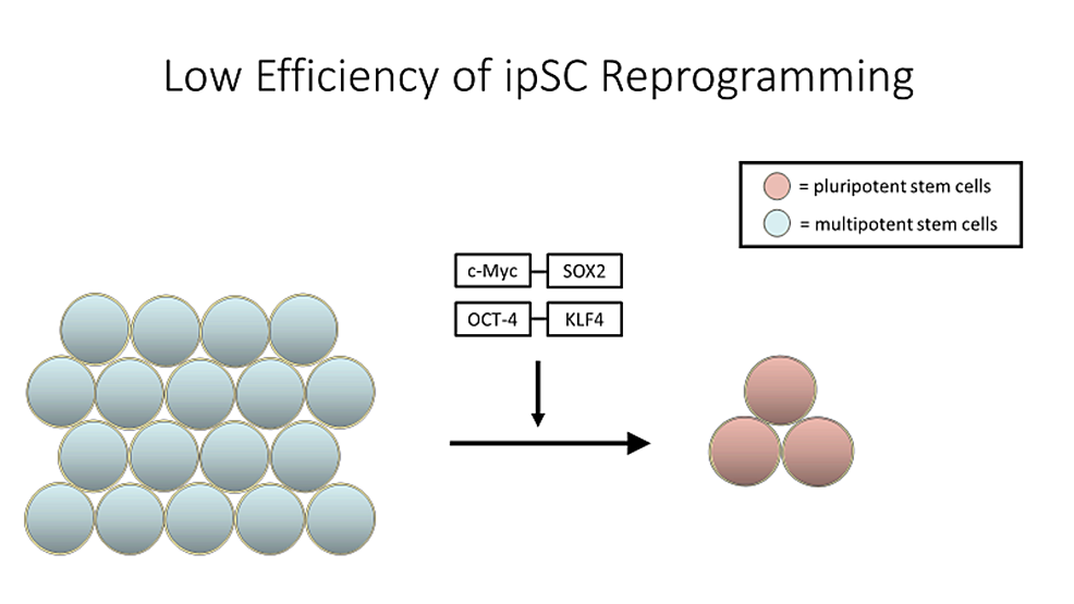 人类 iPSC 的每个细胞系都需要两到四个月的时间来发育，从收集原代细胞开始，然后重新编程， - 效率约为 0.01% 至 0.1%，并生长成相当大的诱导多能干细胞 (iPSC) 群体。