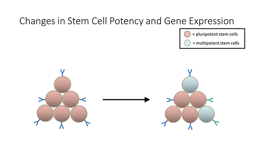 将细胞保持在培养物中需要很长时间才能重新编程诱导多能干细胞（iPSC）-也可能导致-变化-基因表达的效力。-这可能导致细胞无法达到治疗目的，并且那些细胞将不得不被分类。