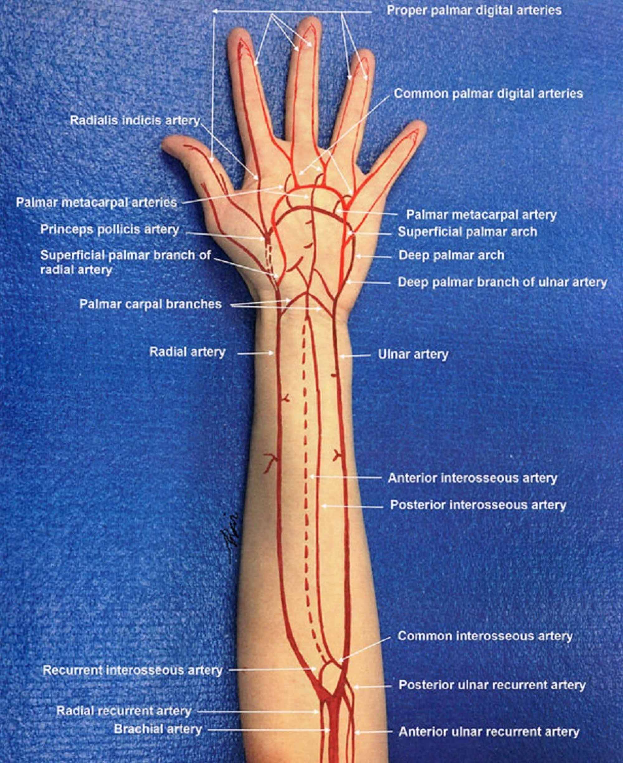 1cc9ffb0d43b11e982f445f121654dfa Arterial Circulation In The Forearm And Hand 2  