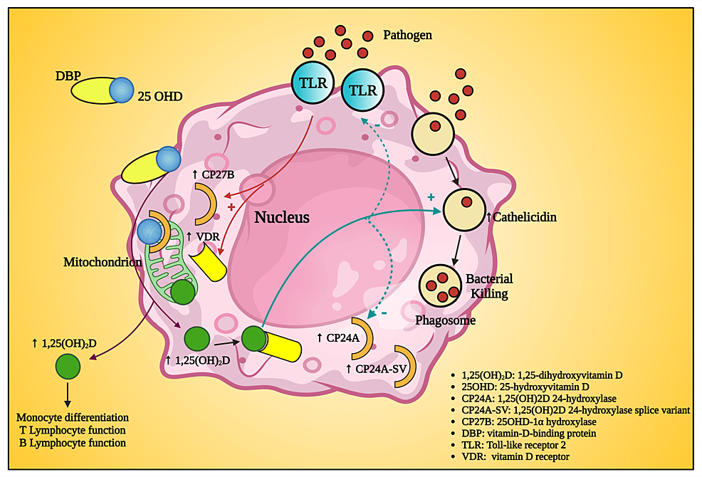 Vitamin D and Periodontal Health A Systematic Review Cureus