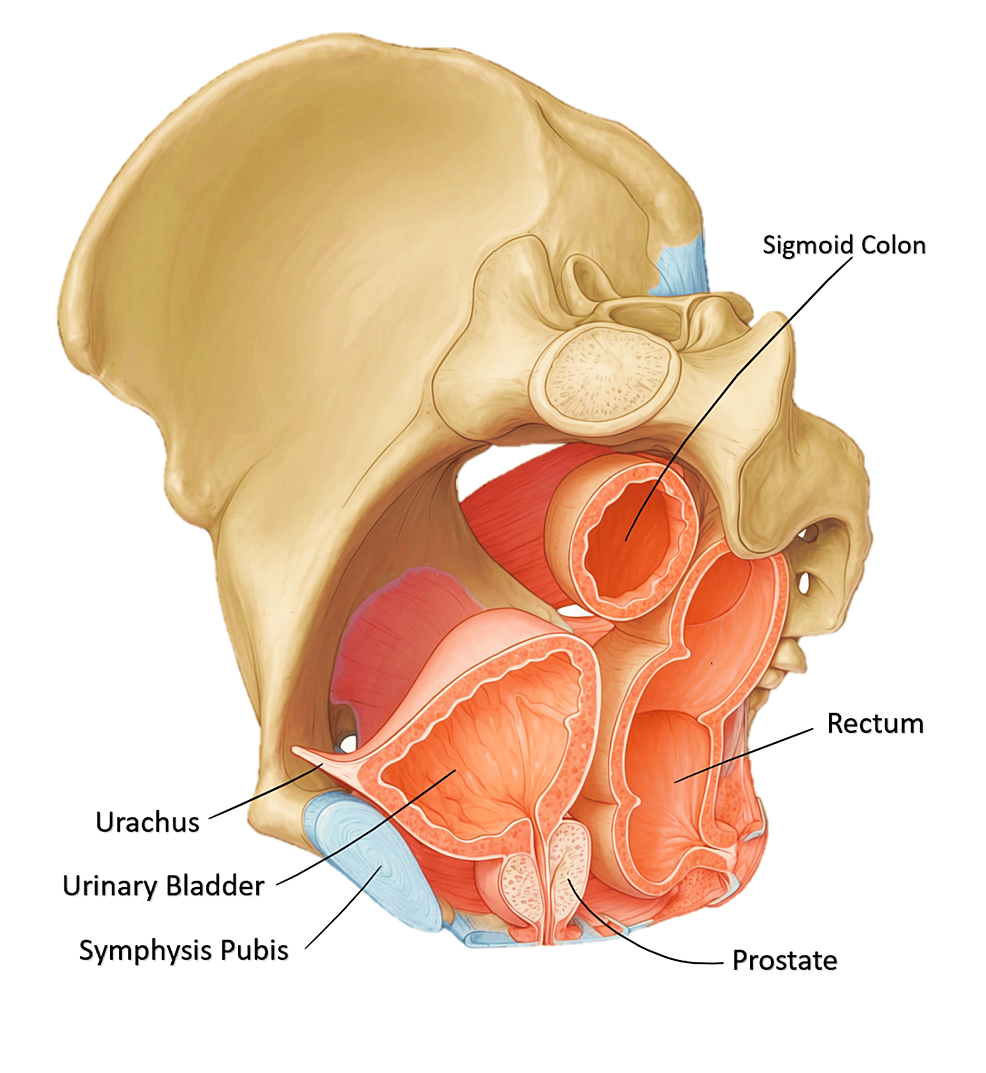 Cureus | Beyond the Horizon: Unveiling the Frontiers of Rectal Cancer  Research and Treatment