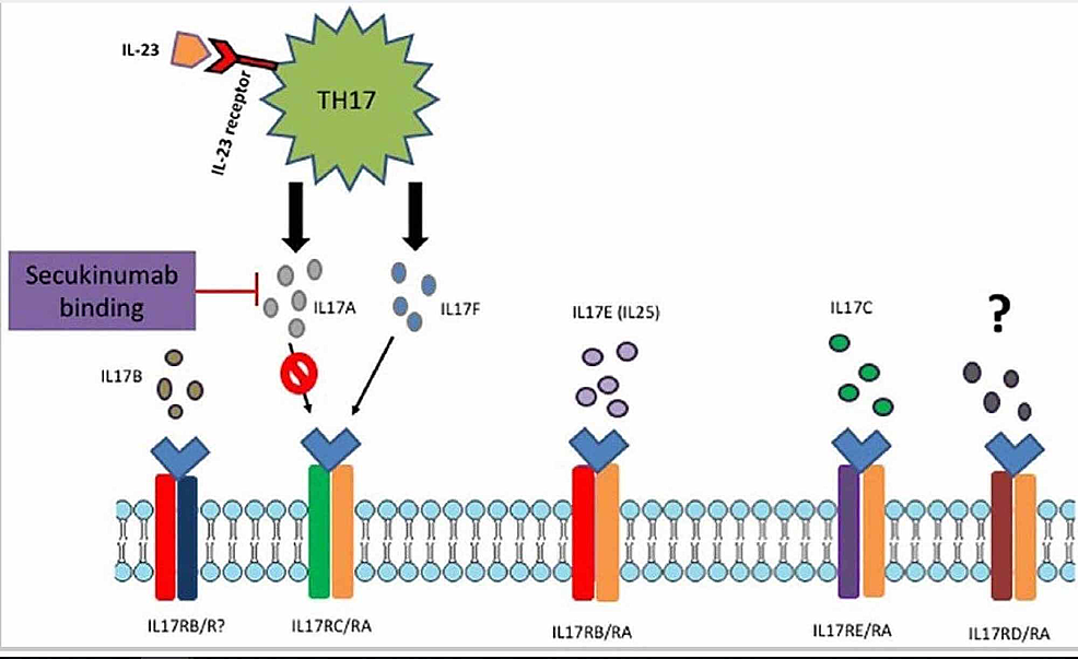 Cureus | A Novel Approach to the Treatment of Pembrolizumab-induced ...