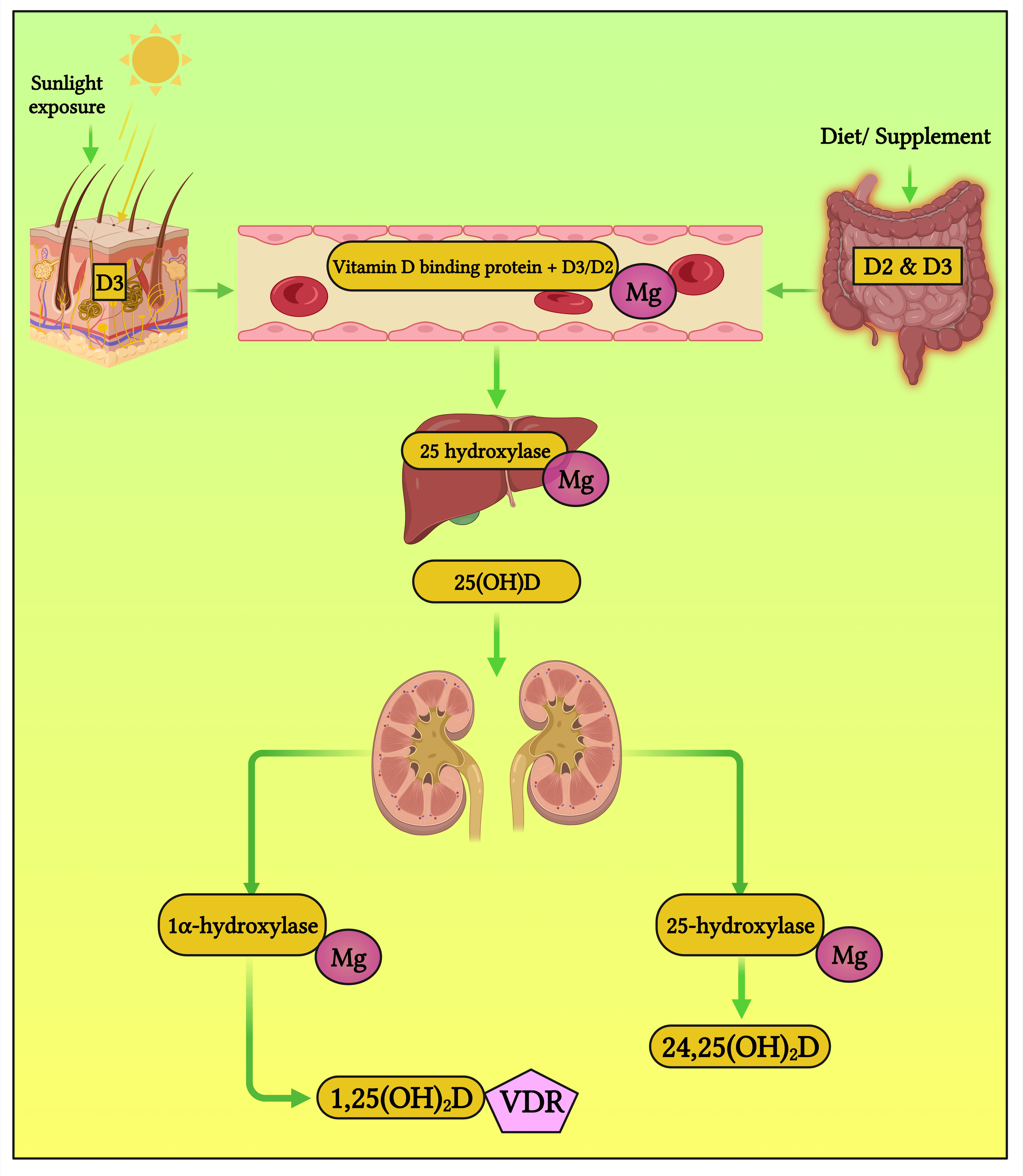 Cureus | The Laboratory and Clinical Perspectives of Magnesium Imbalance