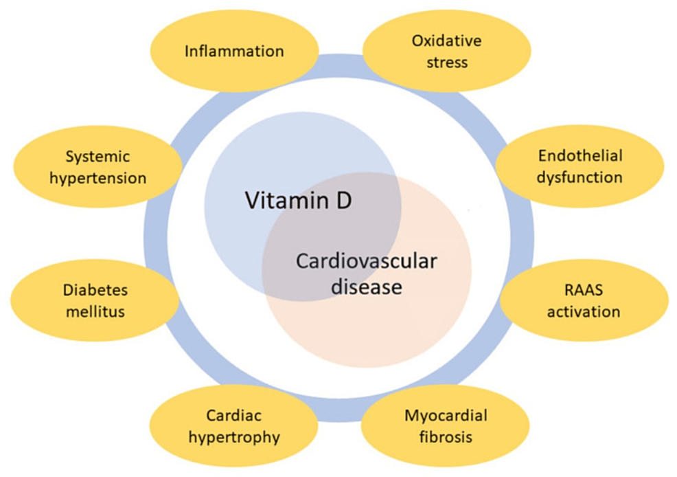 Vitamin D and Cardiovascular Diseases: An Update - Cureus