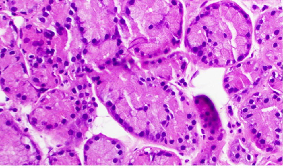 H&E-staining-of-lacrimal-gland-tissue-at-high-power-magnification