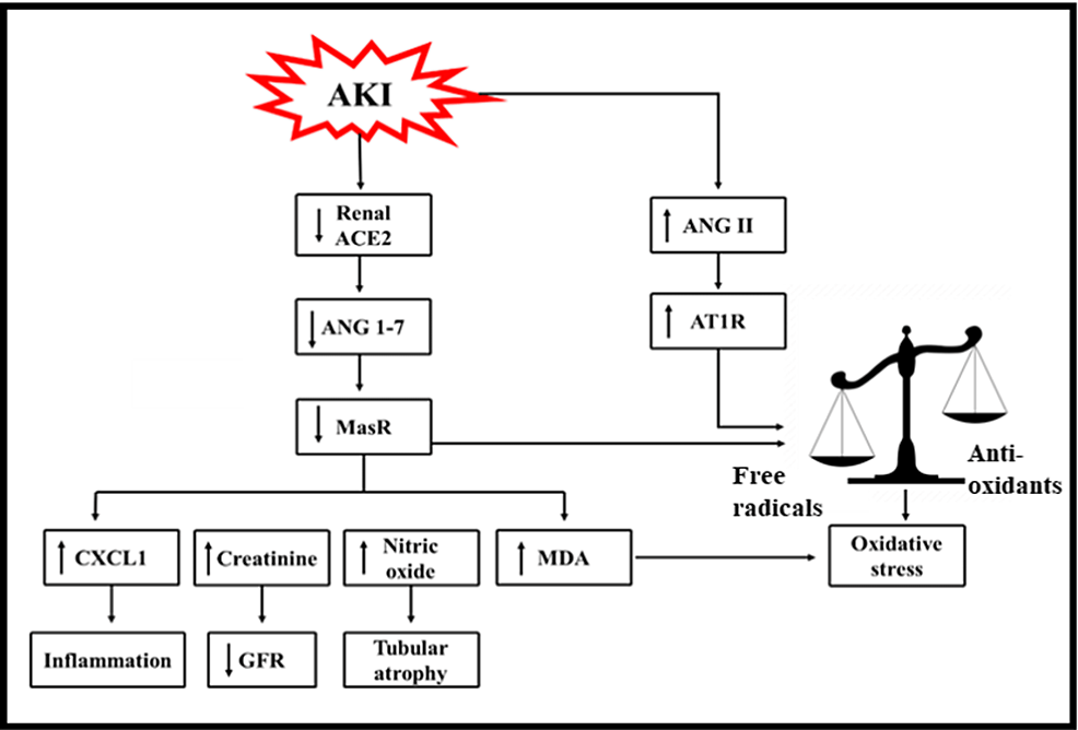 Cureus | Acute Kidney Injury: Definition, Management, and Promising ...