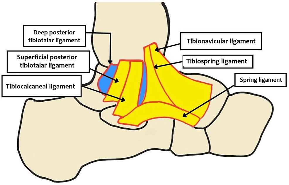 The ligament anatomy of the deltoid complex of the ankle: a