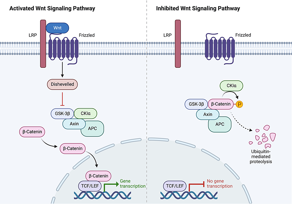 Liquid Biopsies for Monitoring Medulloblastoma: Circulating Tumor DNA ...