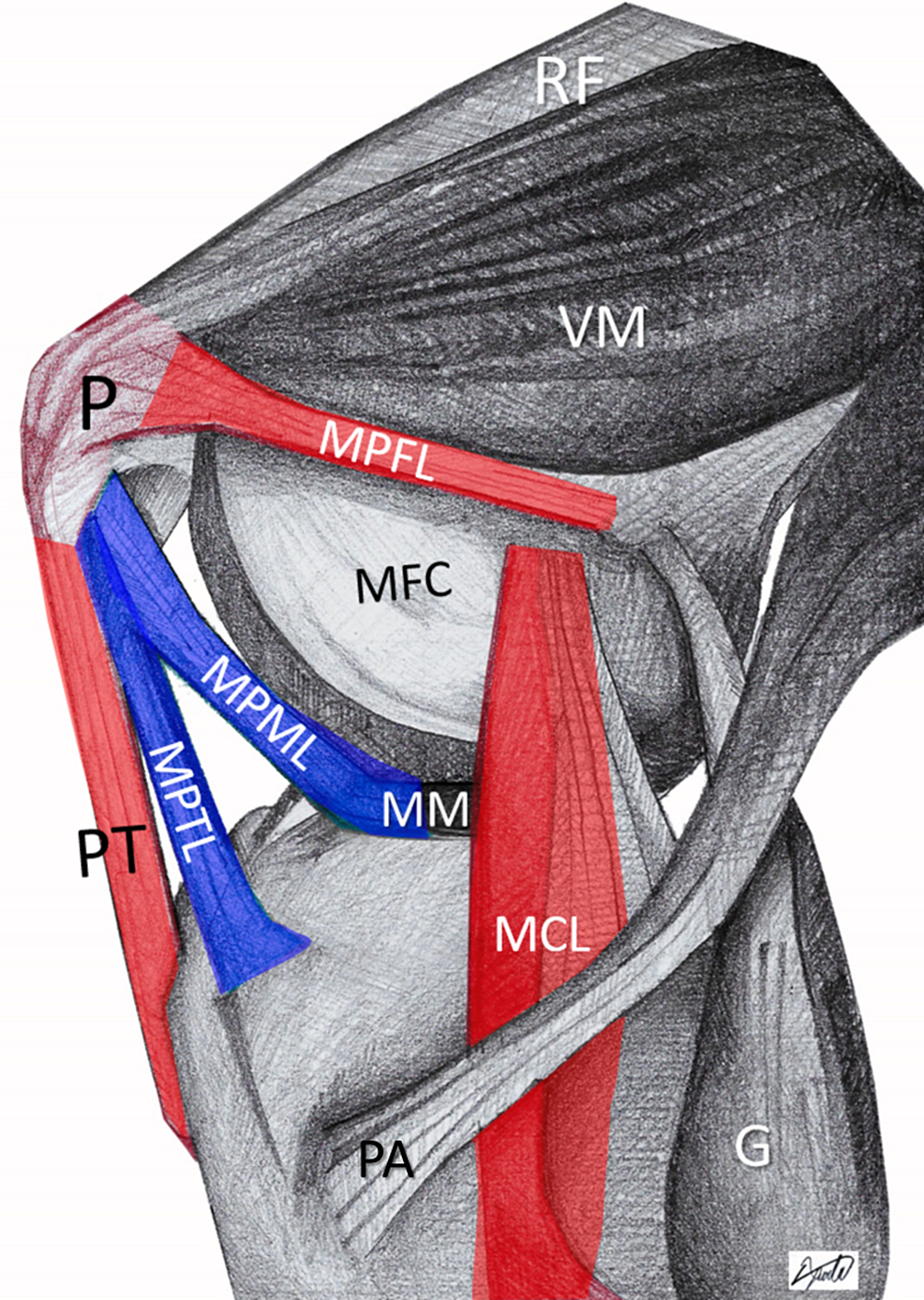 Patellar Ligament Anatomy