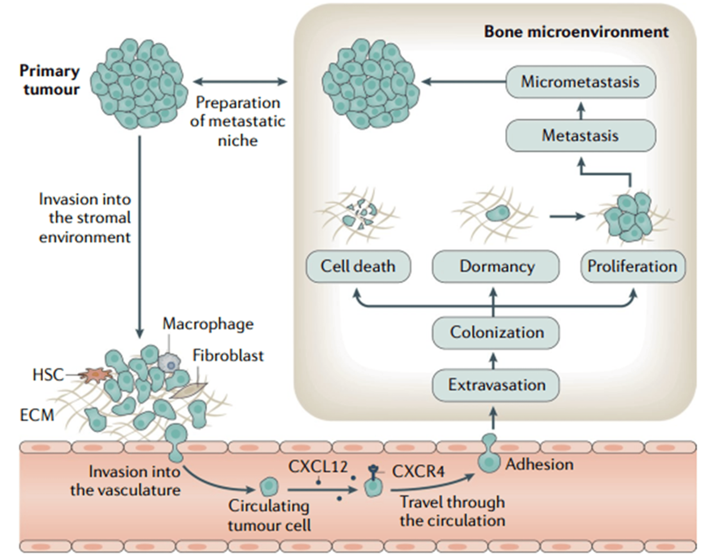 Revolutionizing Cancer Care: Advances in Carbon-Based Materials for ...