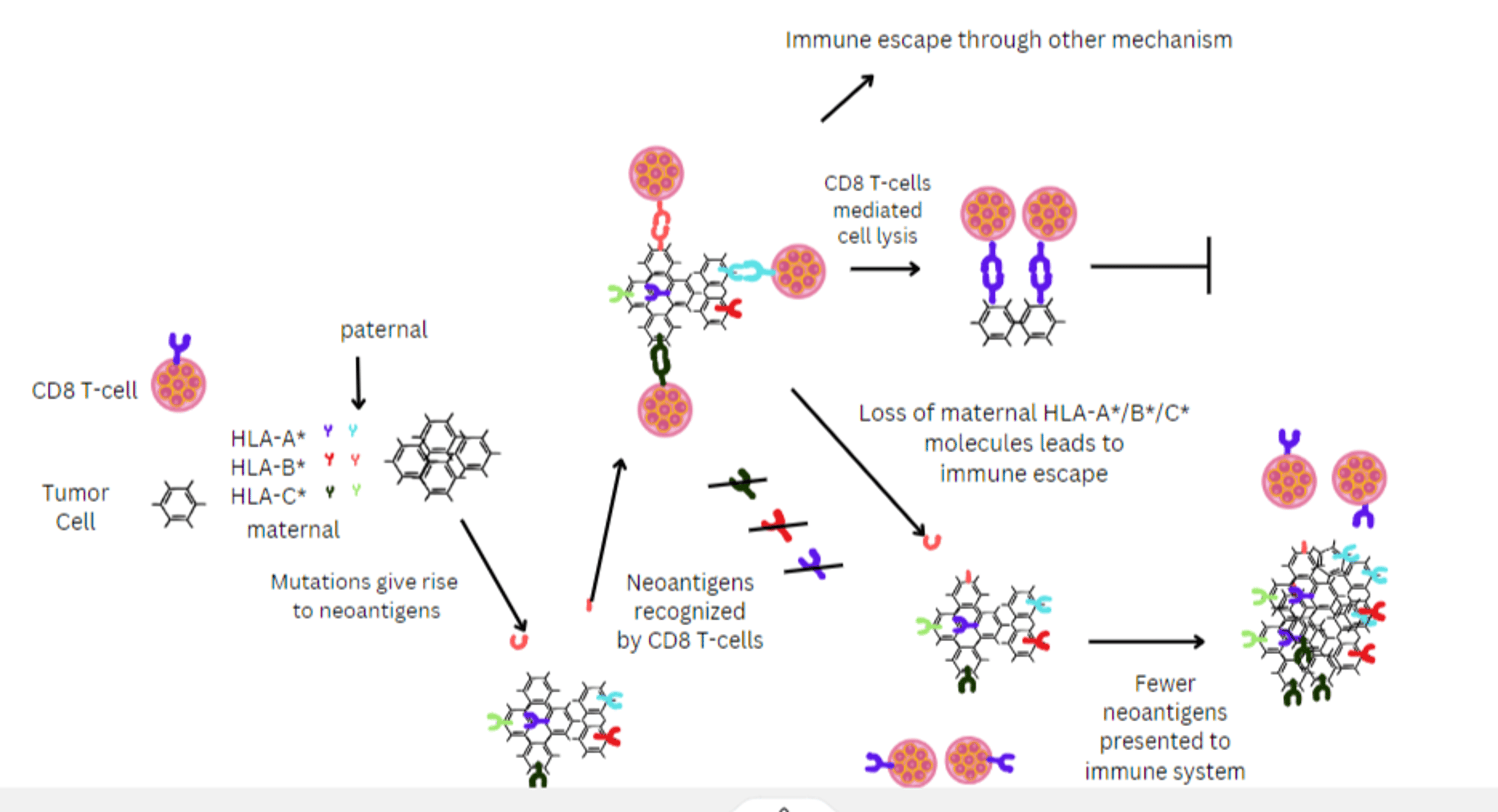 Immune Evasion Through Human Leukocyte Antigen Implications and Its