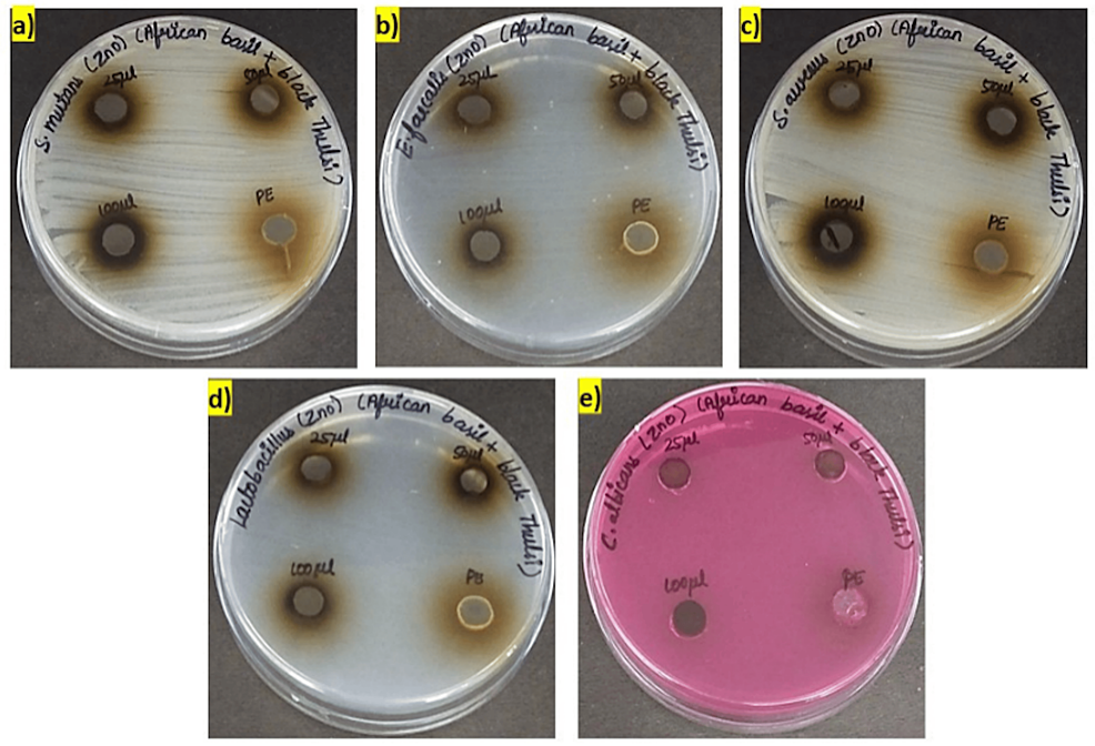 Cureus Antimicrobial Activity of Zinc Oxide Nanoparticles