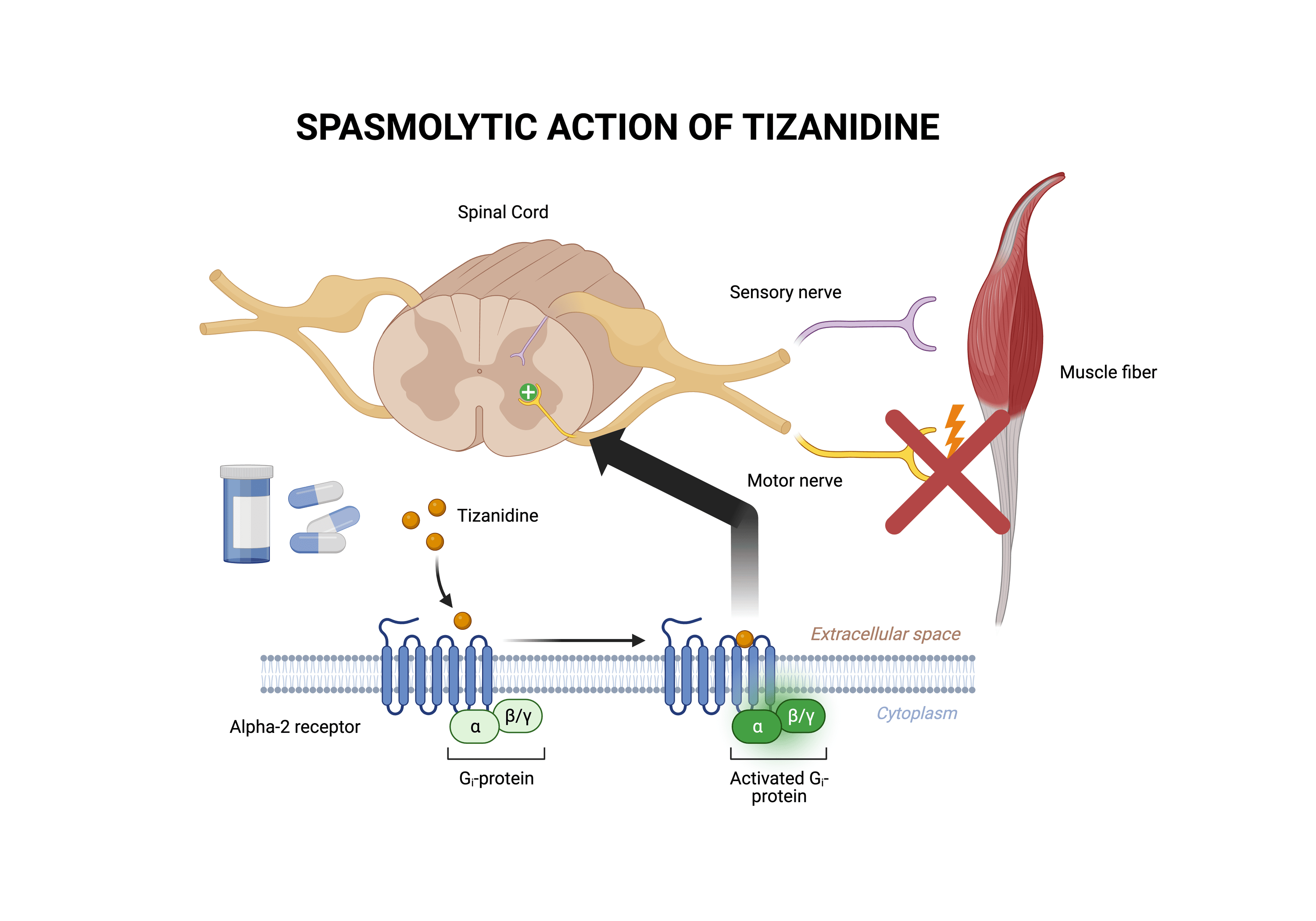 Cureus A Case of Tizanidine Withdrawal and Road to Recovery