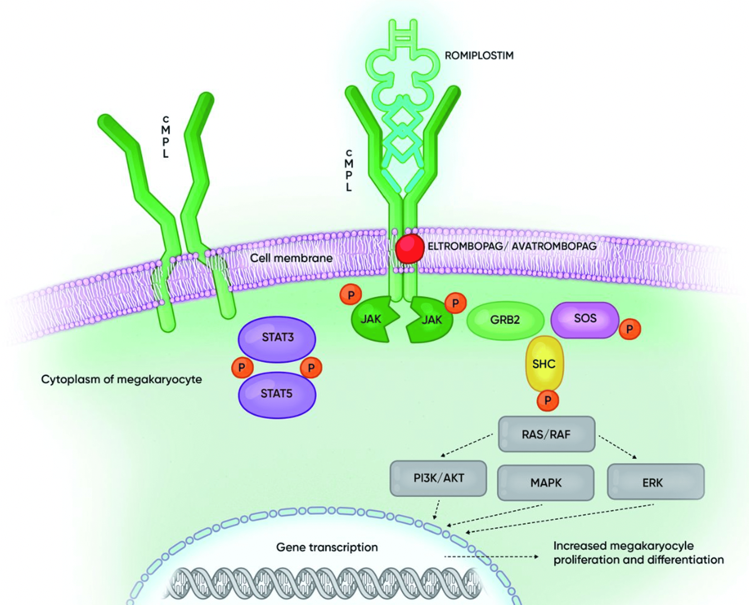 Alternative Dosing Of Eltrombopag For The Treatment Of Chronic, Steroid ...