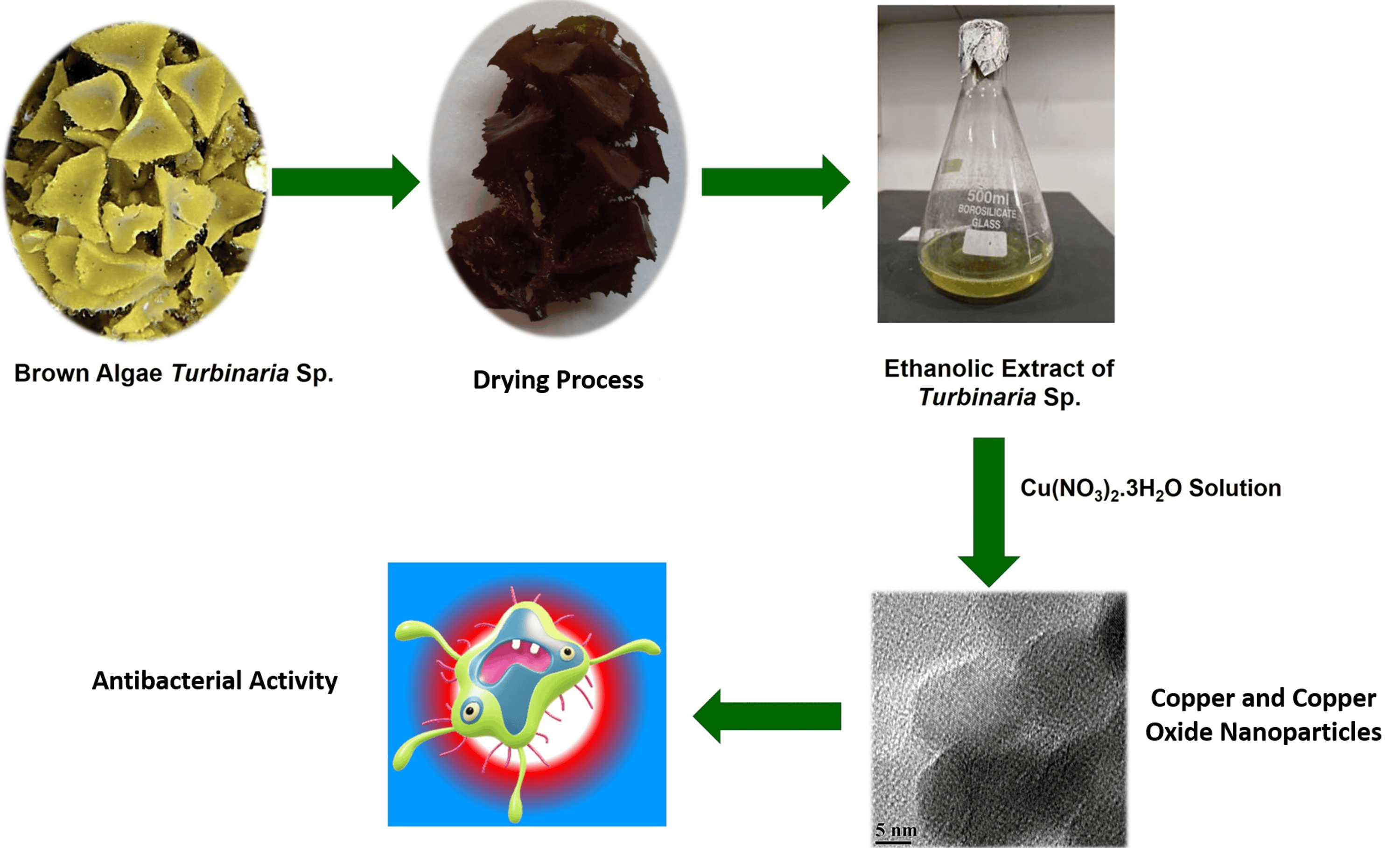 Green Synthesis Of Copper And Copper Oxide Nanoparticles From Brown 