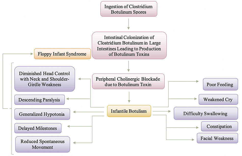Pathogenesis-and-Manifestation-of-Infantile-Botulism