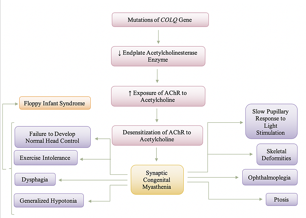 Pathogenesis-and-Manifestation-of-Synaptic-Congenital-Myasthenia
