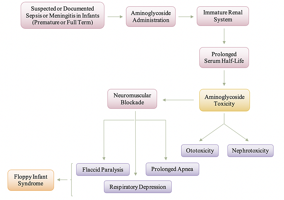 Manifestation-and-Pathogenesis-of-Aminoglycoside-Toxicity-in-Infants-and-Neonates