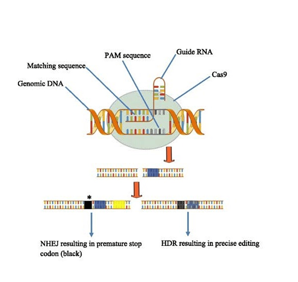 The-Mechanism-of-CRISPR-Cas9