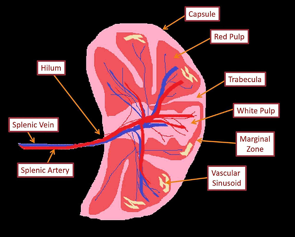 Schematic-diagram-of-microstructure-of-the-spleen
