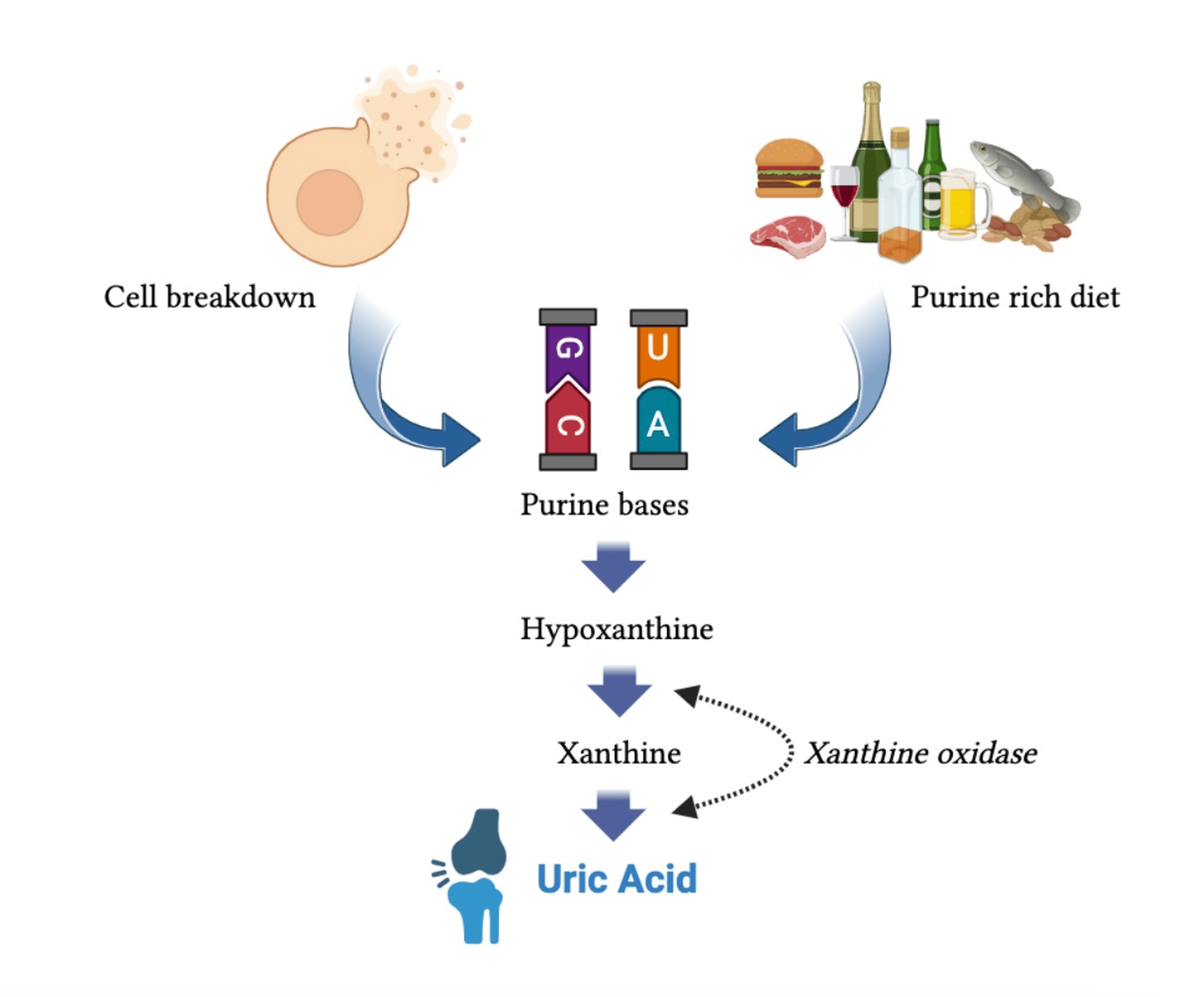 Cureus Bariatric Surgery and Its Metabolic Echo Effect on Serum Uric Acid Levels