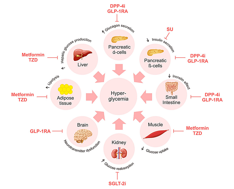 CDK4/6 inhibitors: A focus on biomarkers of response and post-treatment  therapeutic strategies in hormone receptor-positive HER2-negative breast  cancer - Cancer Treatment Reviews, image size:986x800