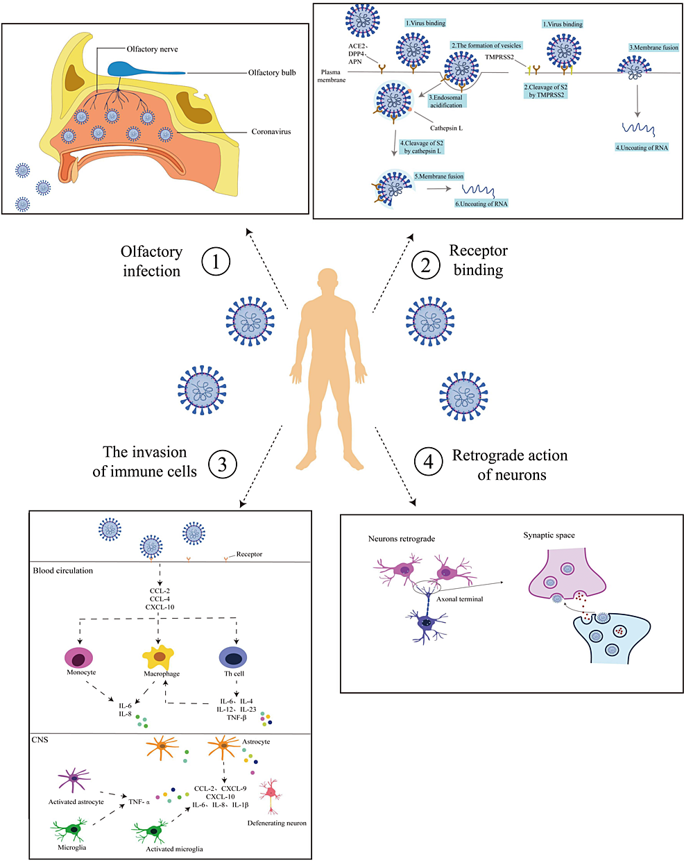 Routes-of-Coronavirus-Infection-into-the-CNS-