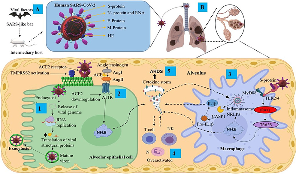 (A)-Transmission-and-structural-proteins-of-SARS-CoV-2.-(B)-Infection-mechanisms-and-inflammatory-response-in-the-lungs,-featuring-key-components