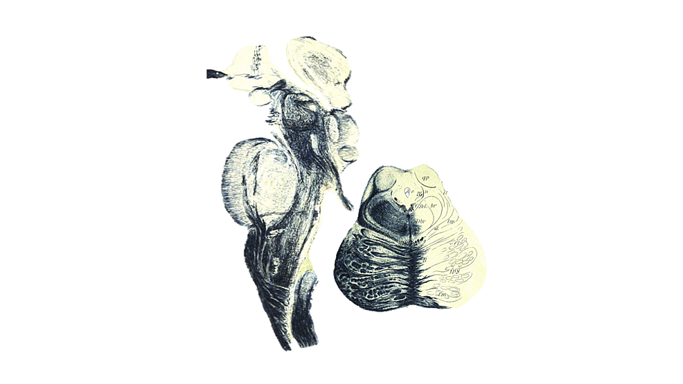 Sagittal-section-of-the-brainstem-(left)-with-example-axial-section-through-the-pons-(right).-Atlas-of-the-Nervous-System-by-Christfried-Jakob-(Philadelphia:-WB-Saunders,-1901).